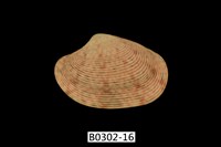 藏品(文文橫簾蛤)的圖片